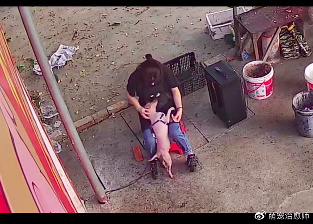 2年前走丢的狗狗，竟然自己找回家来！趴在主人身上撒娇好久！休闲区蓝鸢梦想 - Www.slyday.coM