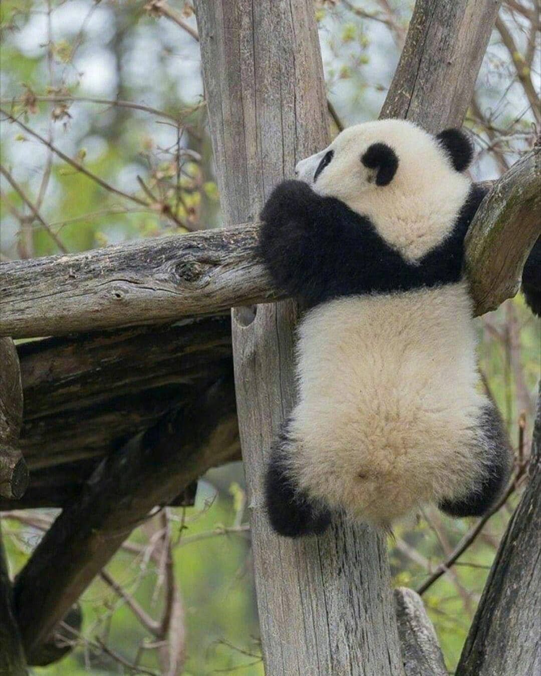 有趣的猫生.| ins:panda_.loversz_高清图集_新浪网