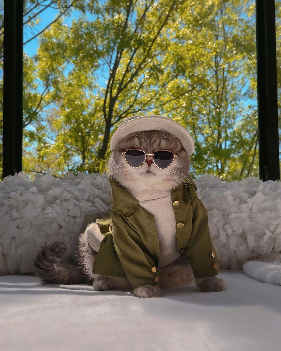 小圆脸benson,一个造型百变的时尚猫