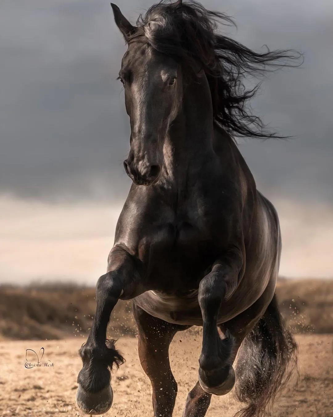 骏马奔腾photobychristamerk