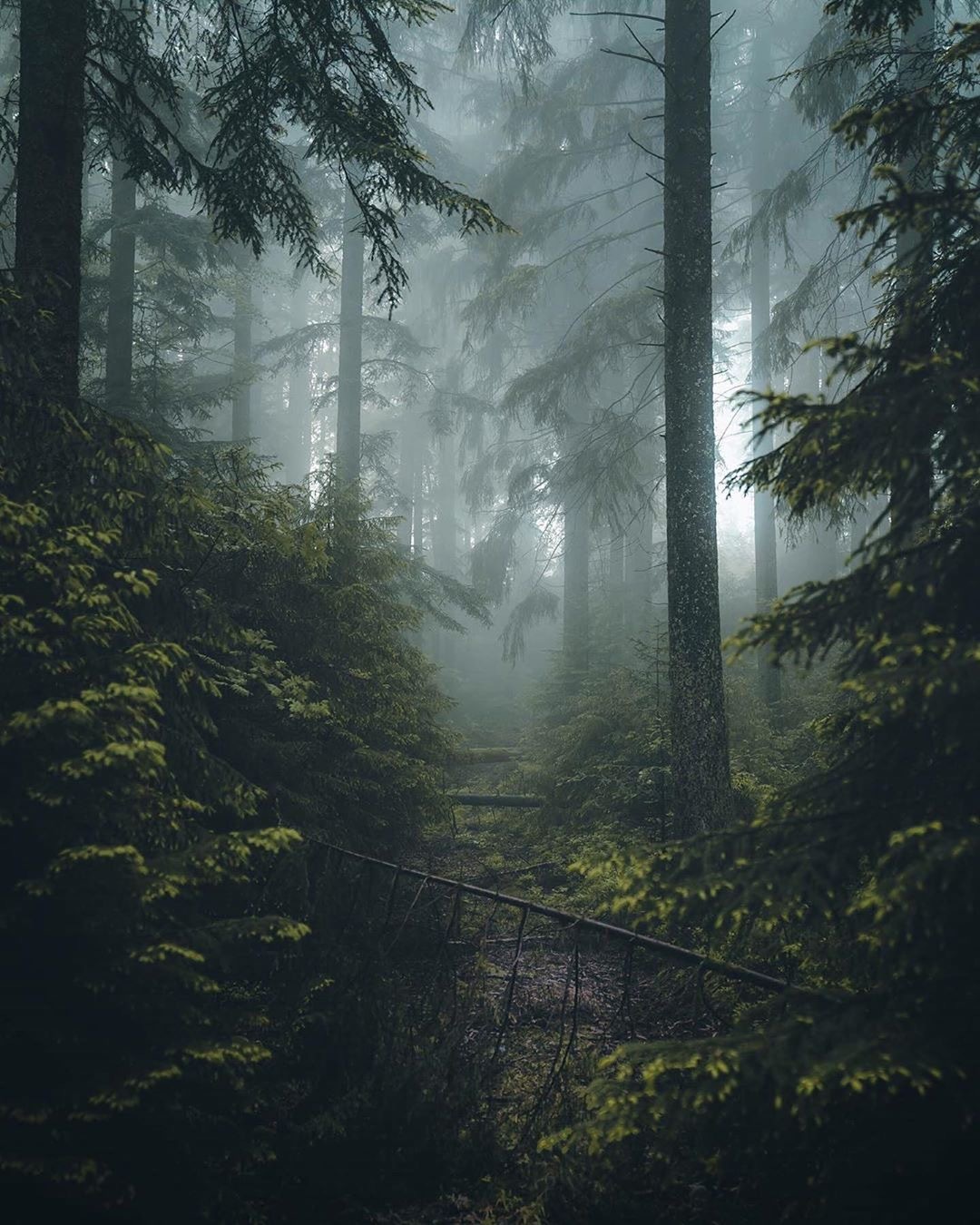 黑森林深处黑暗的角落_高清图集_新浪网