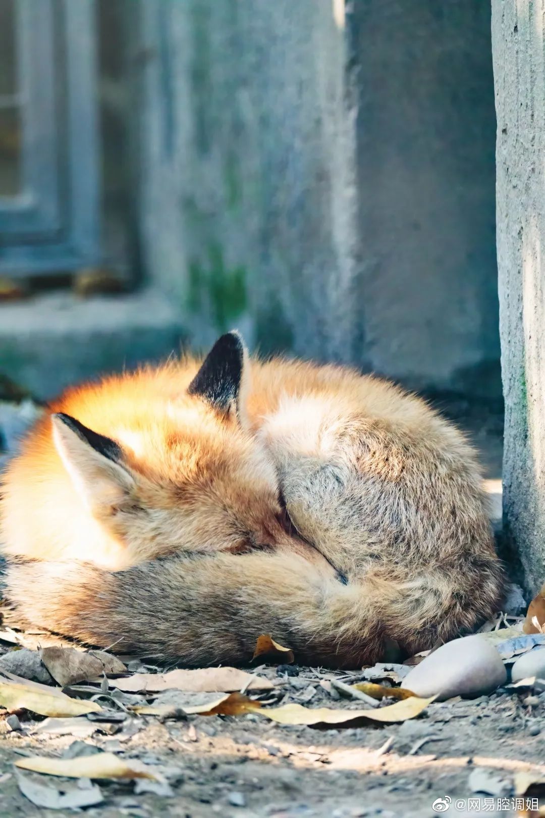 寒潮已至,来这里看动物们花式取暖!__财经头条