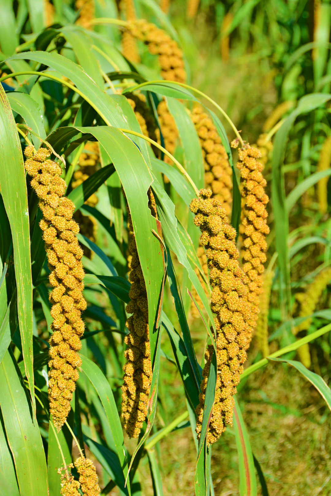 谷子成熟了,原创拍摄|谷子|原创|拍摄_新浪新闻
