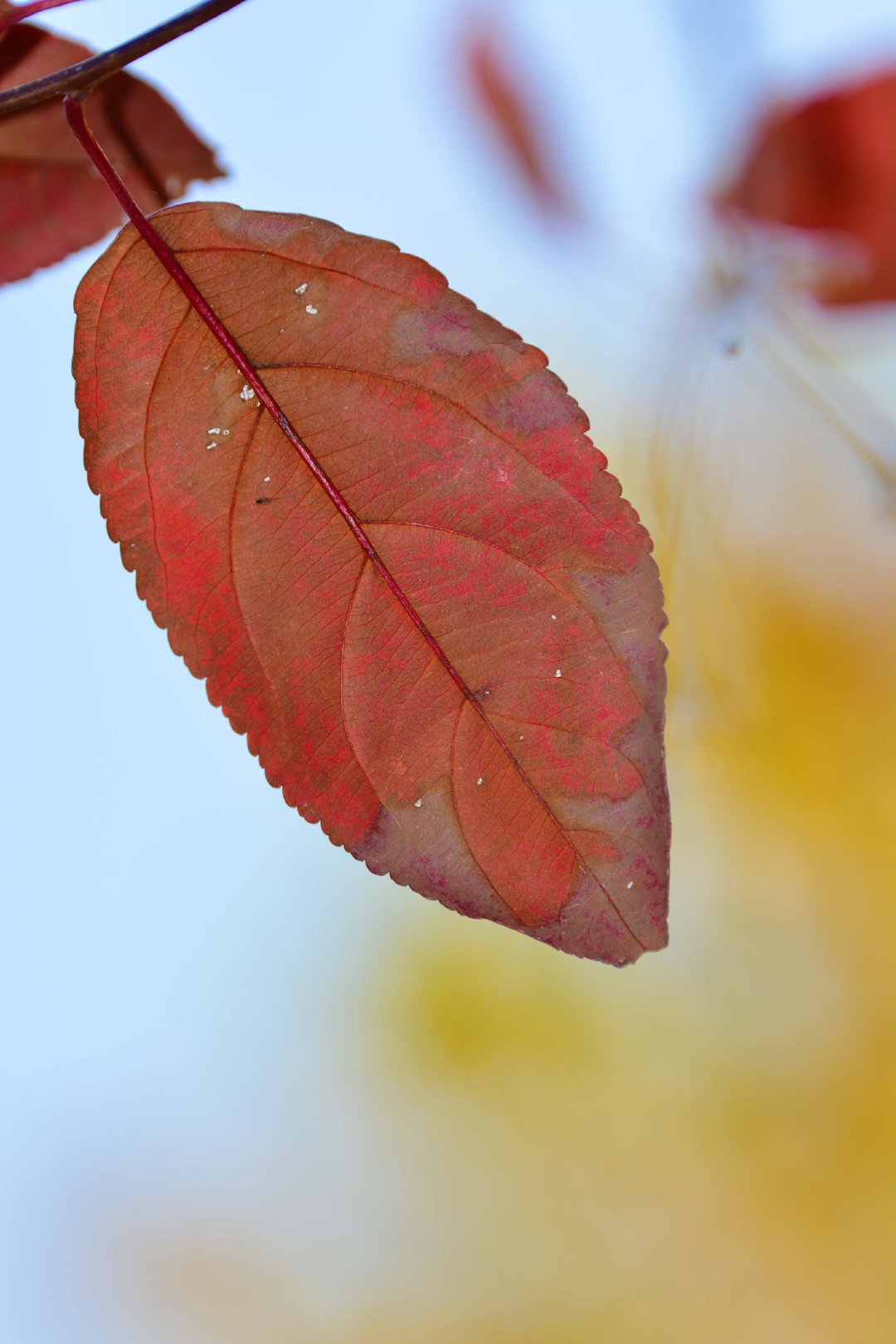 秋天的紫叶李红叶原创拍摄