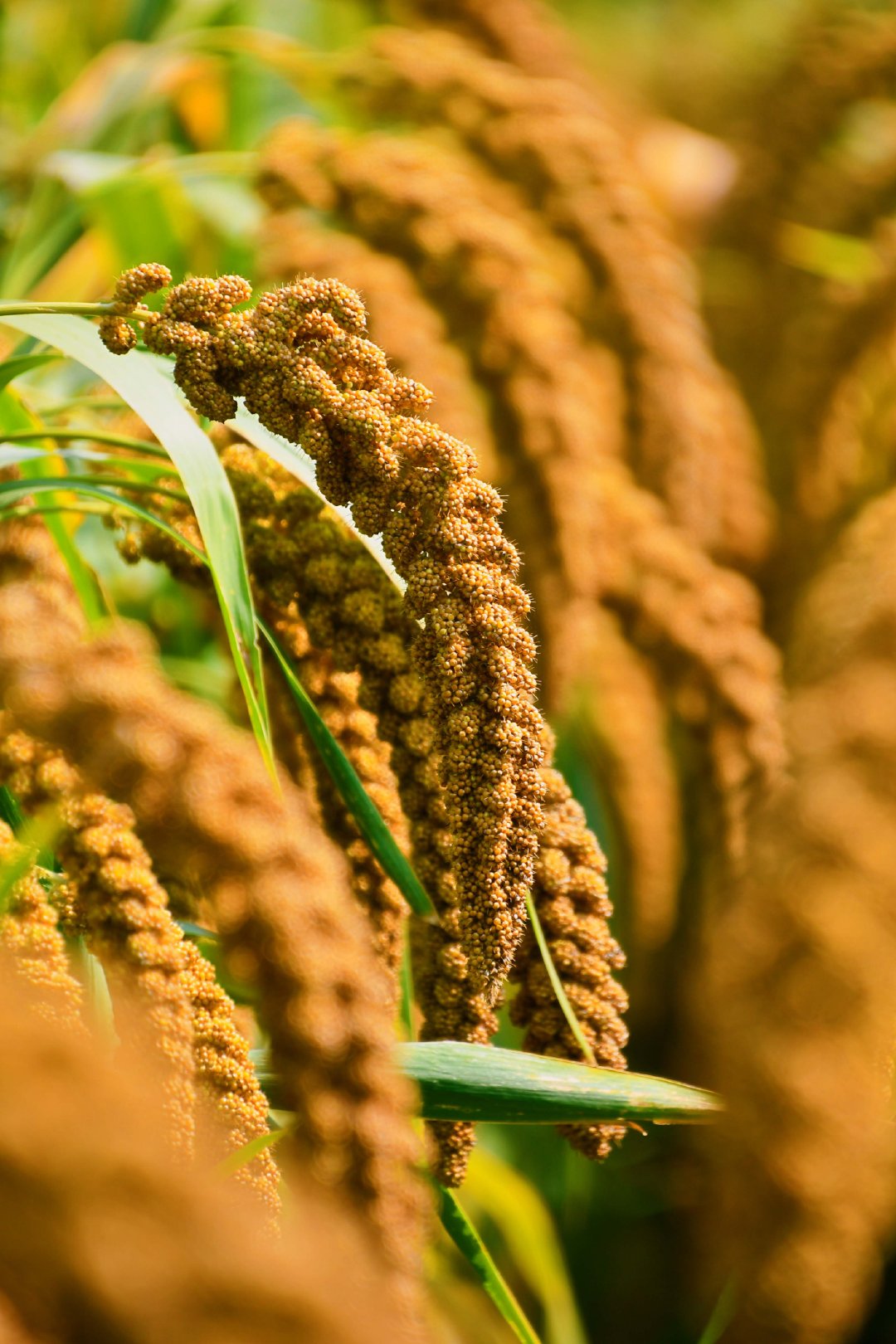 谷子成熟了原创拍摄