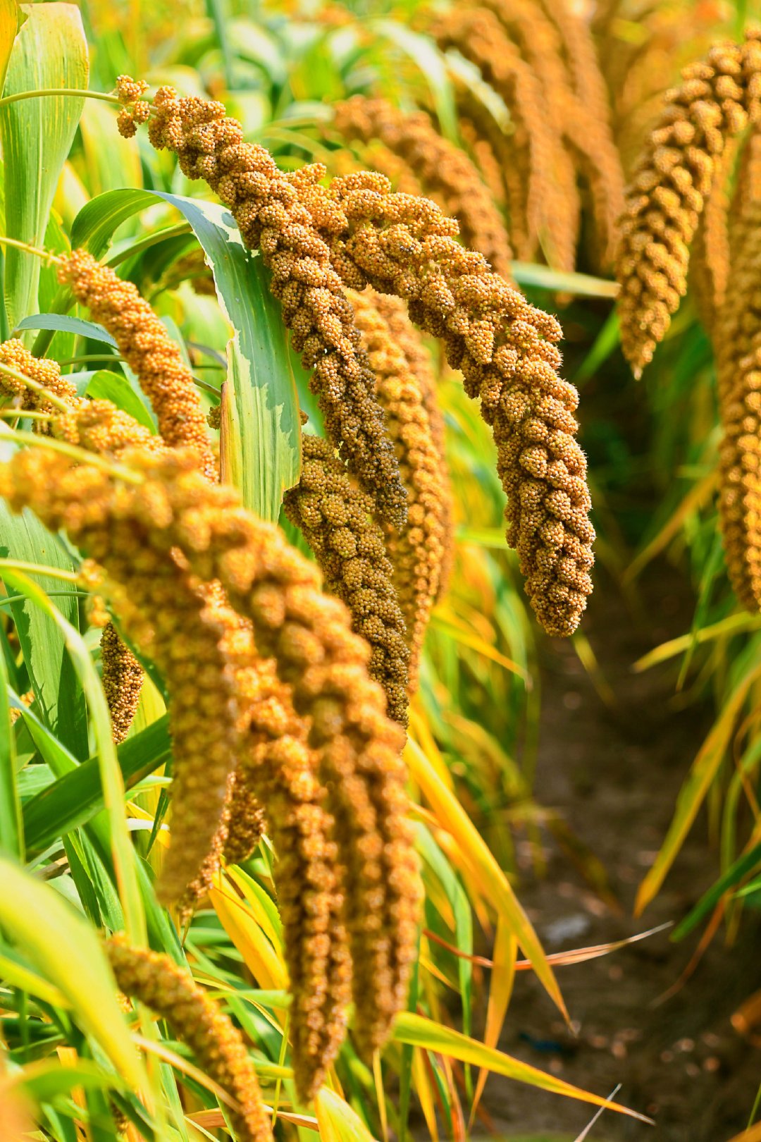 谷子成熟了原创拍摄