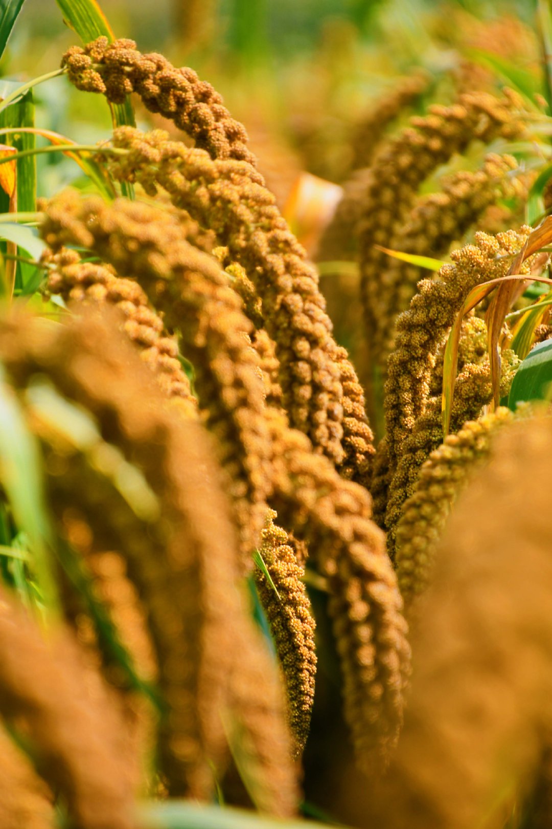 谷子成熟了原创拍摄