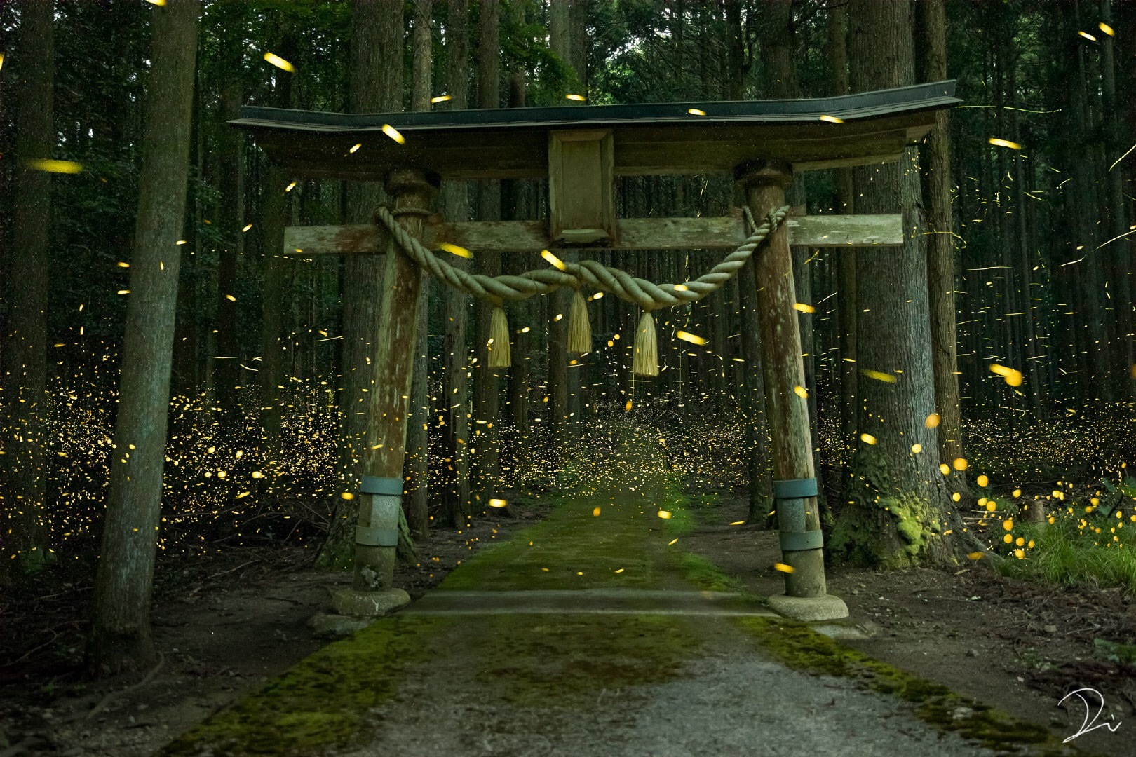 日本神社前的萤火虫想到了萤火之森(twi:usalica)