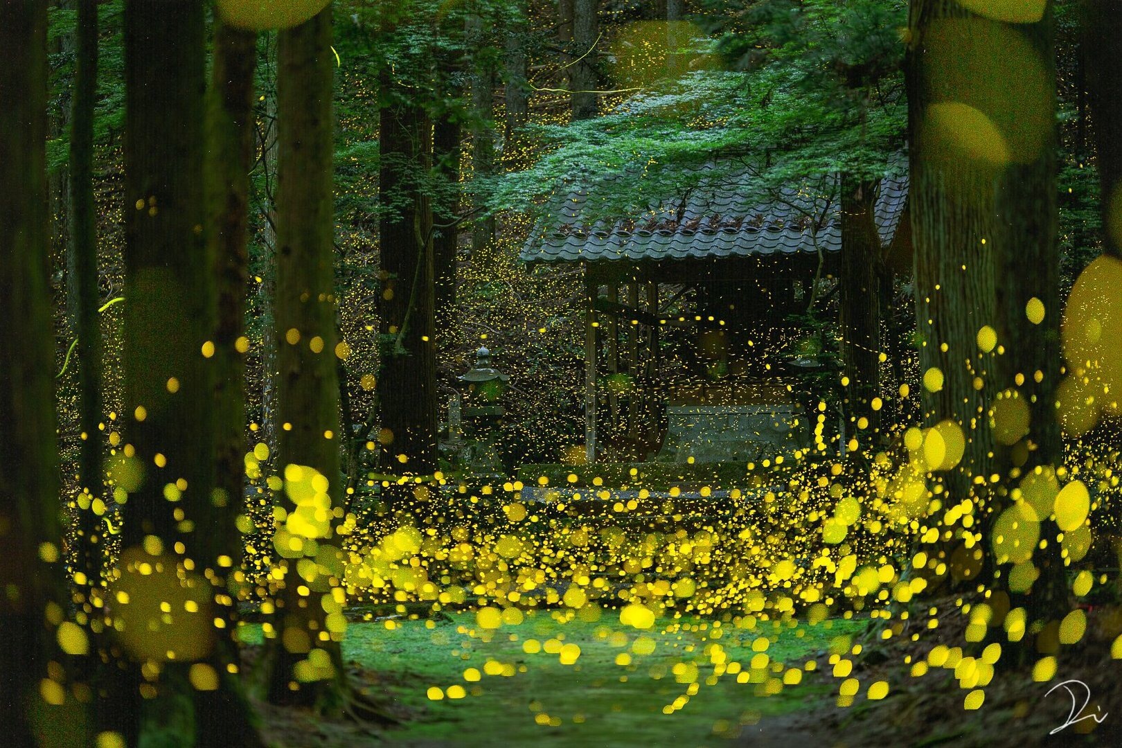 日本神社前的萤火虫想到了萤火之森(twi:usalica)