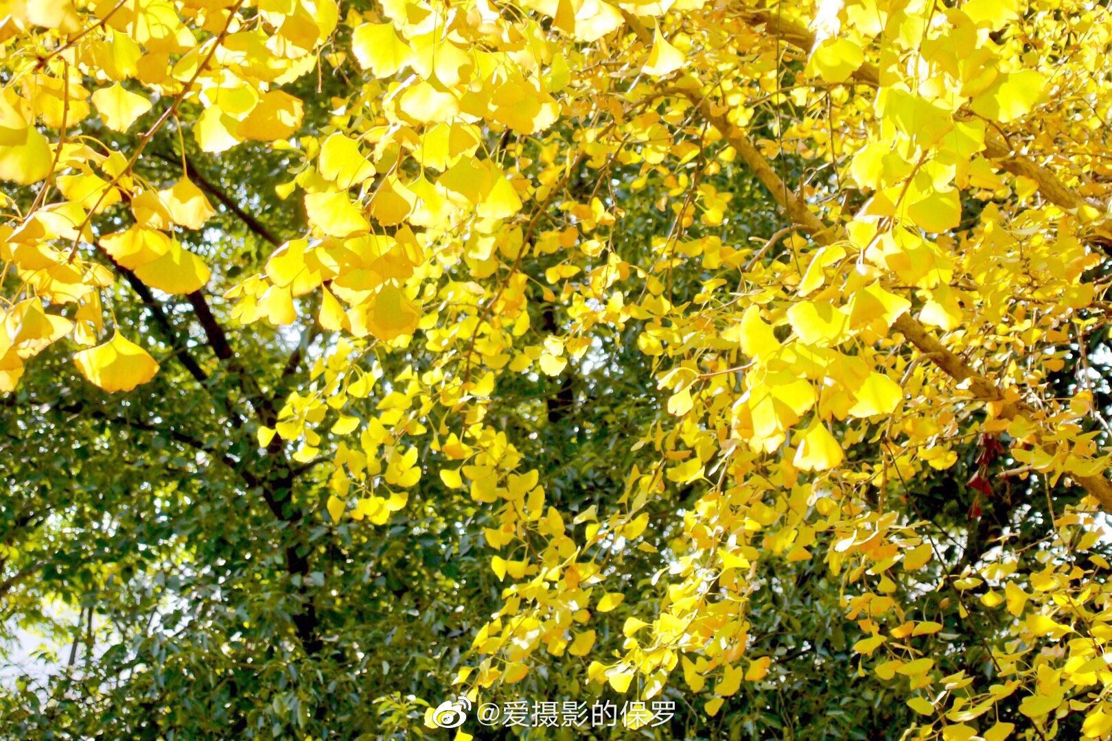 赤橙黄绿青蓝紫 醉爱银杏一树黄校园银杏 湖北工业大学