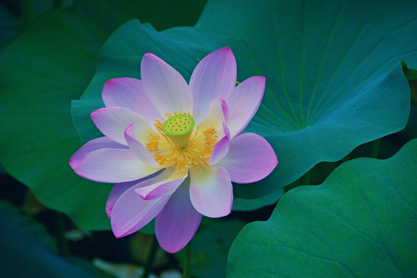 莲花朵朵原创拍摄