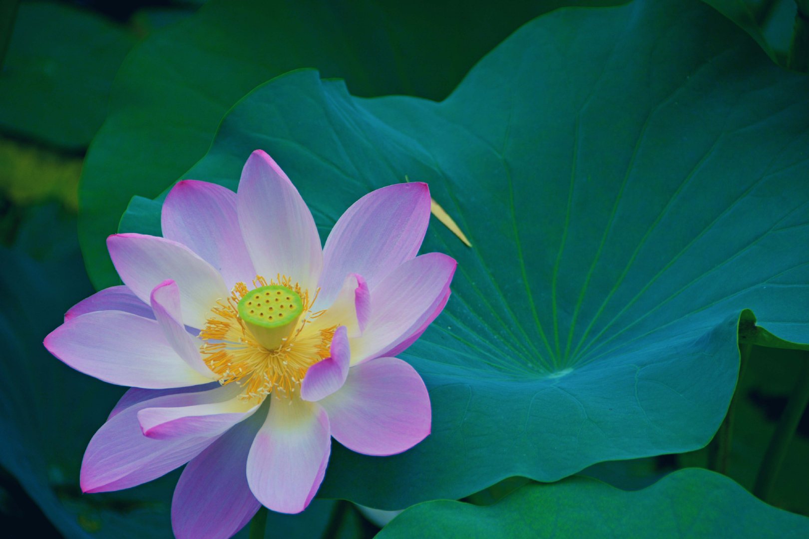 莲花朵朵原创拍摄