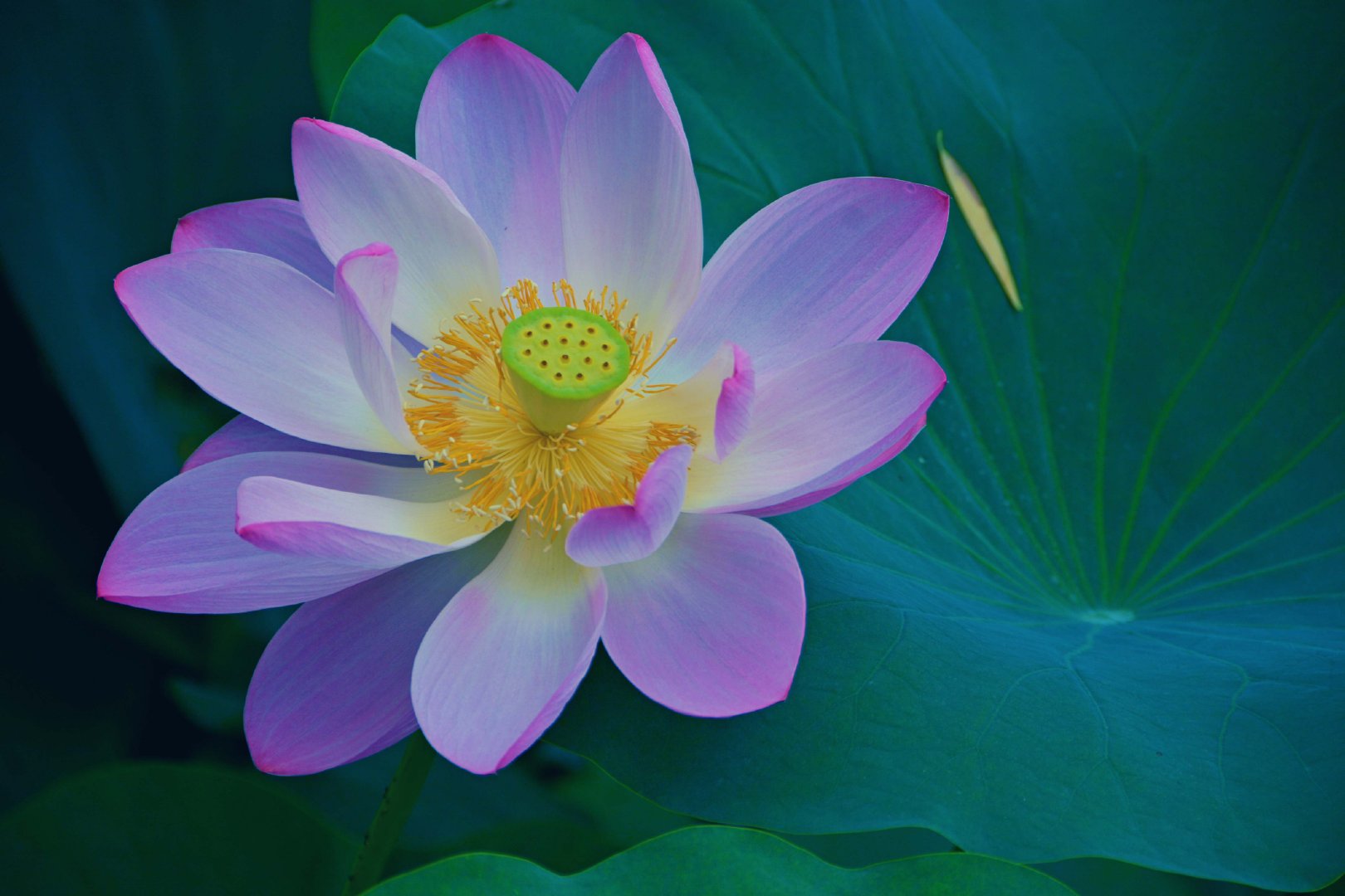 莲花朵朵原创拍摄