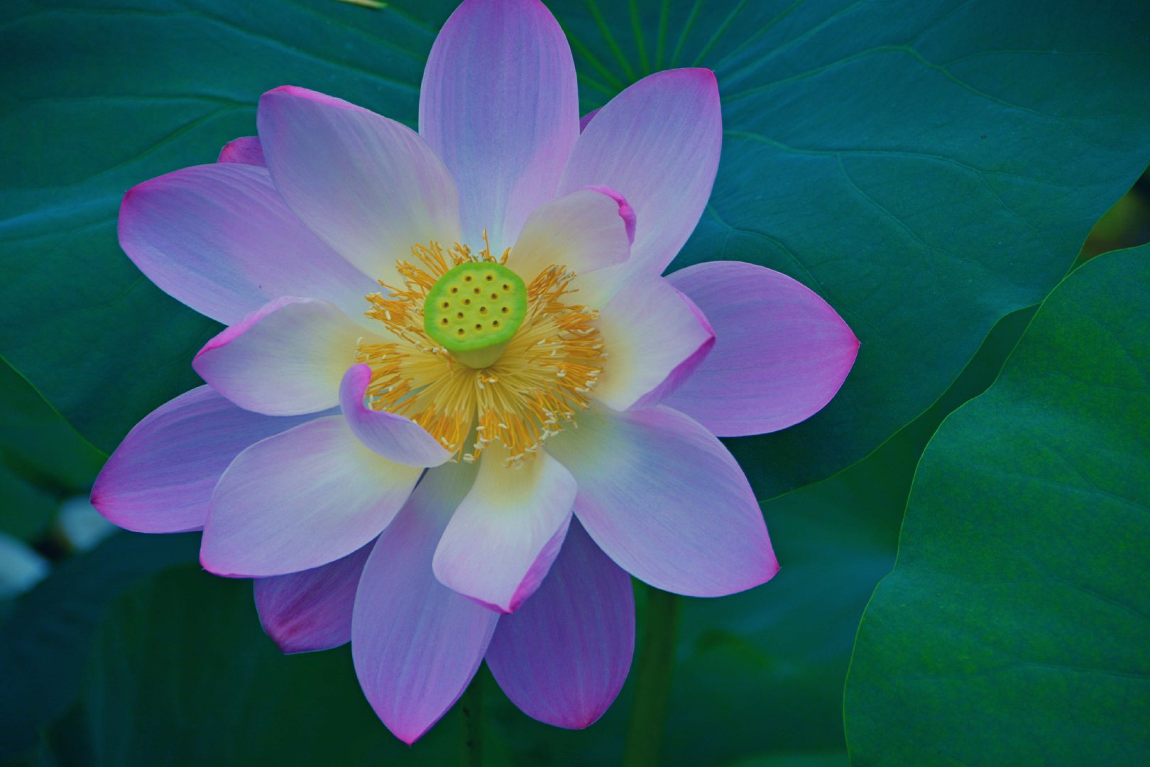 莲花朵朵原创拍摄