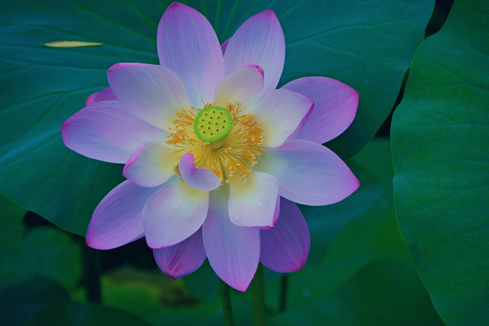 莲花朵朵原创拍摄