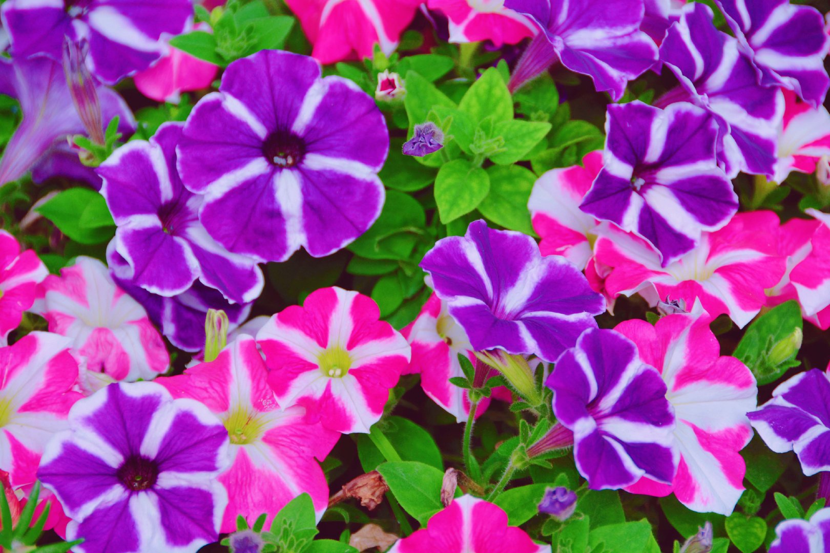 紫色矮牵牛花,原创拍摄|矮牵牛花|紫色|原创_新浪新闻