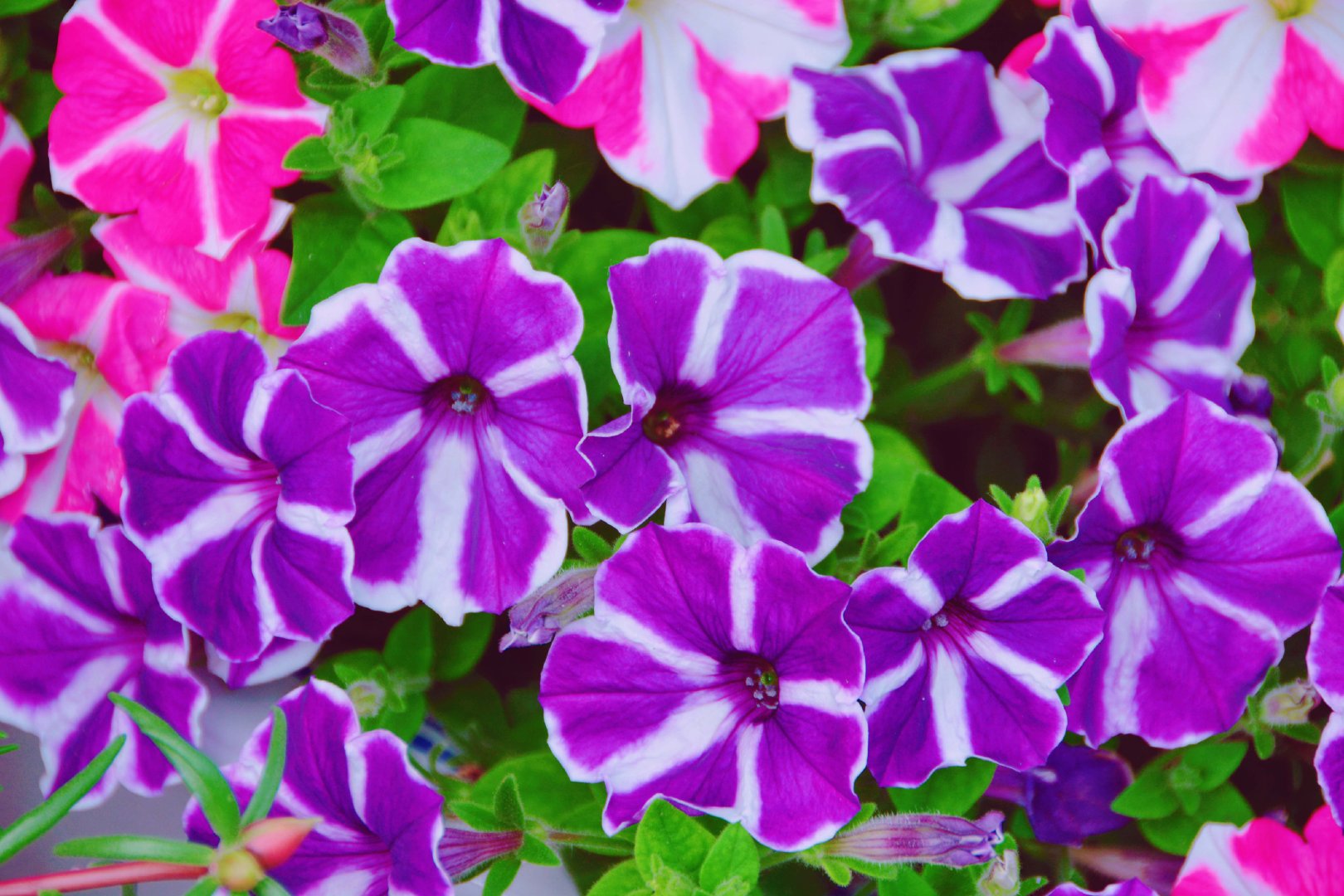 紫色矮牵牛花,原创拍摄|矮牵牛花|紫色|原创_新浪新闻