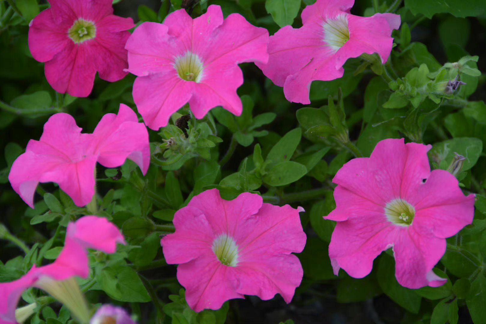 粉色矮牵牛,原创拍摄|矮牵牛|粉色|原创_新浪新闻