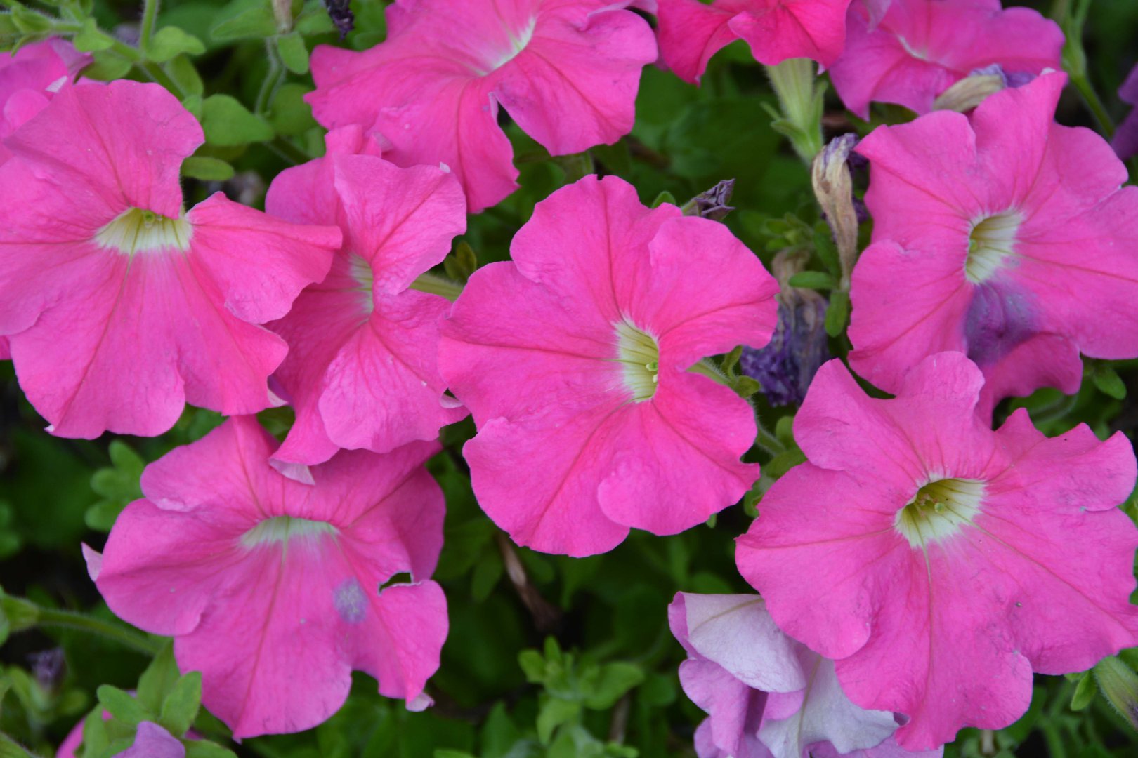 粉色矮牵牛,原创拍摄|矮牵牛|粉色|原创_新浪新闻