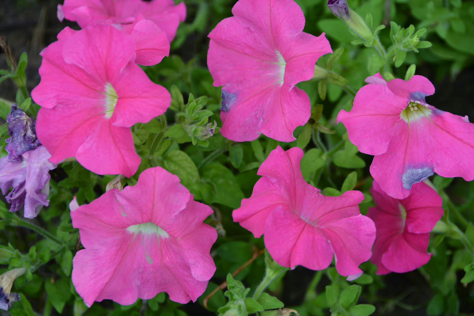 粉色矮牵牛,原创拍摄|矮牵牛|粉色|原创_新浪新闻