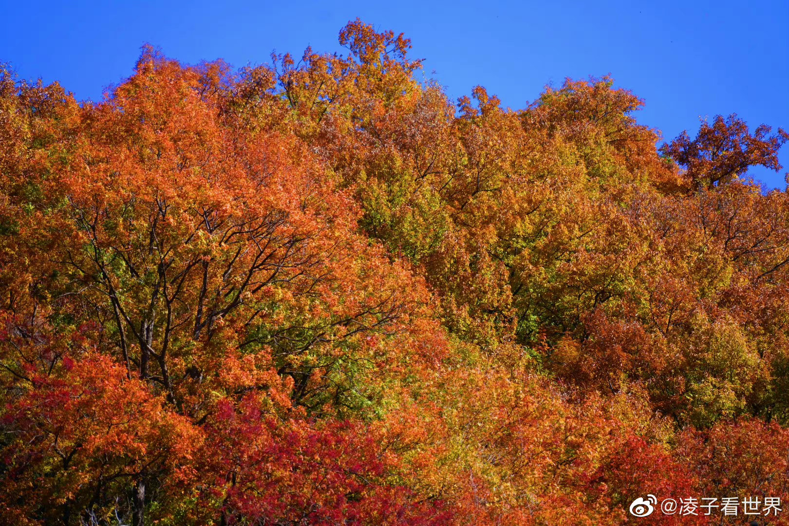 北京的红叶有多美,这是秋天房山红井路上的红叶……__财经头条