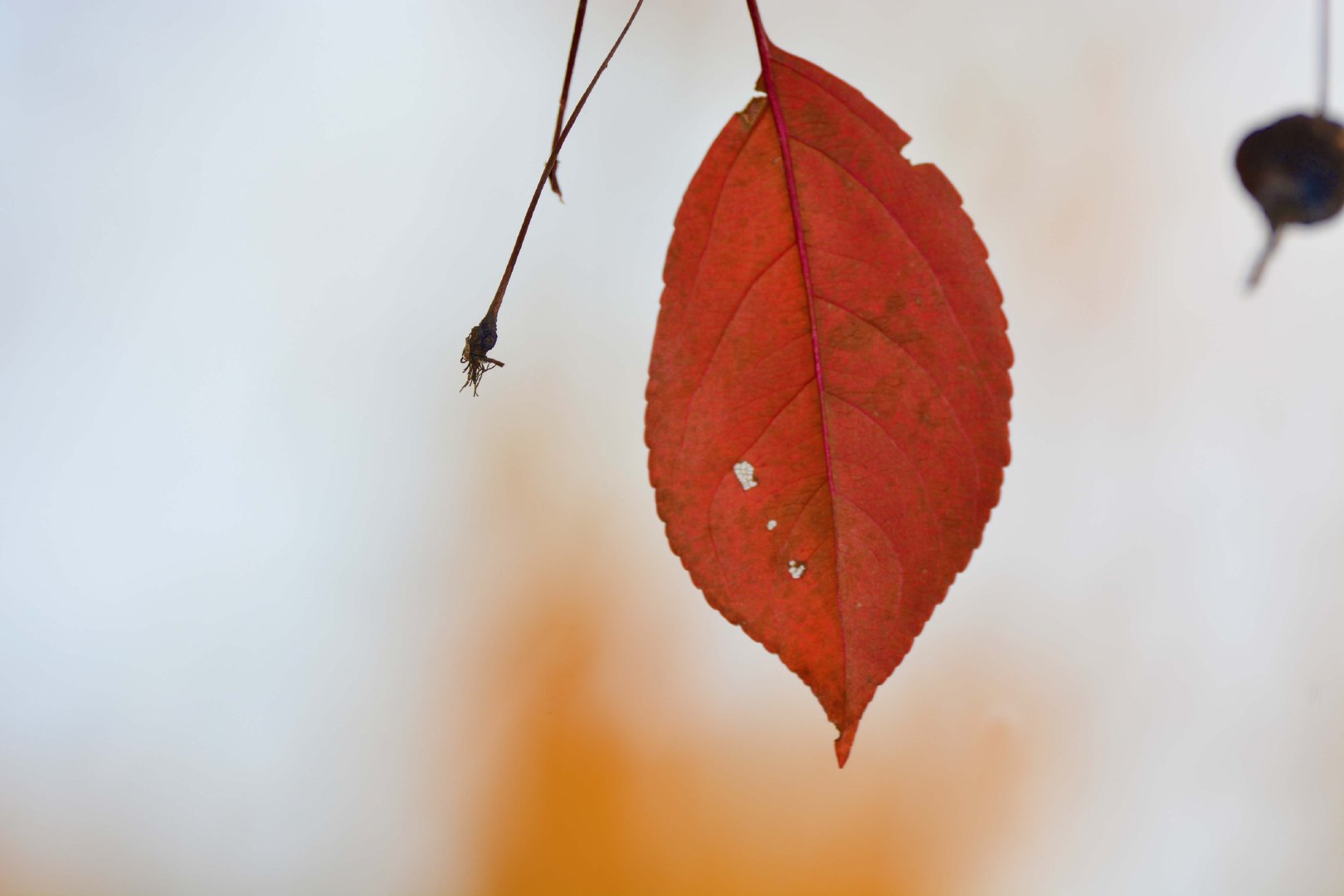 秋天的紫叶李红叶原创拍摄