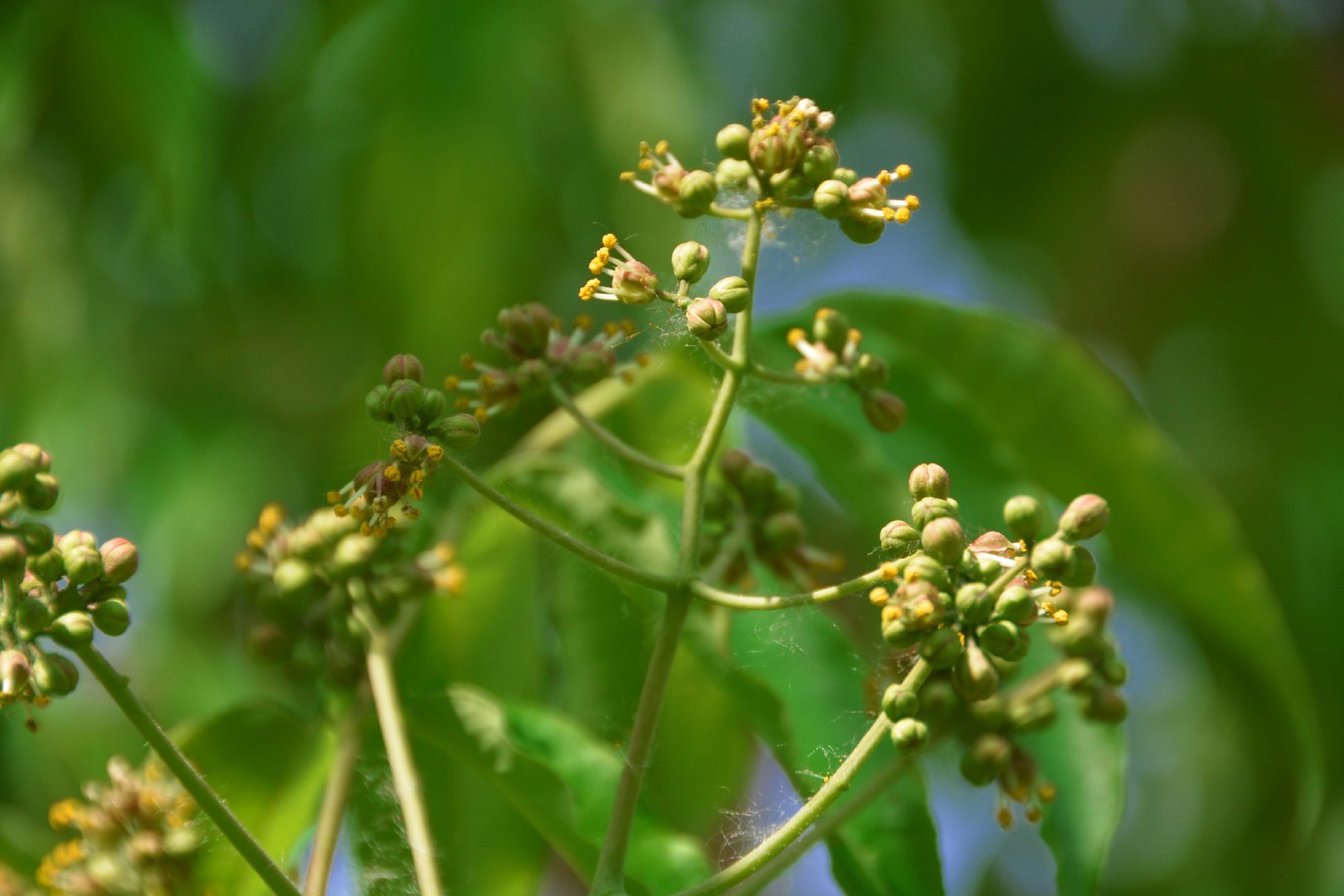 黄檗树小花,原创拍摄_新浪新闻