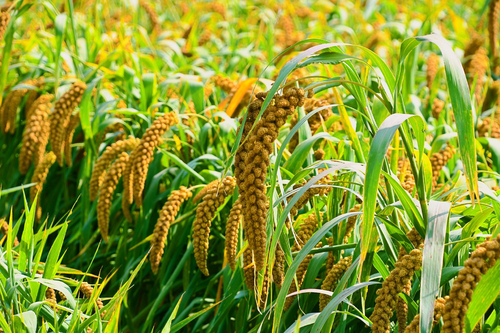 谷子成熟了原创拍摄