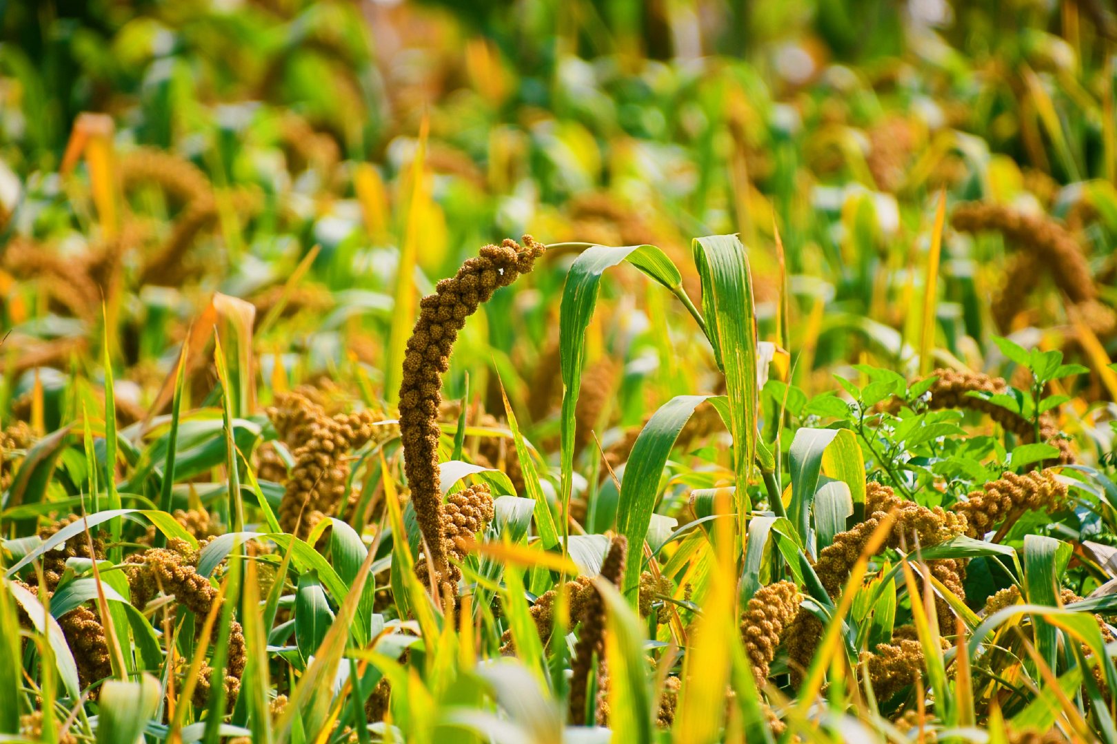 谷子成熟了,原创拍摄__财经头条