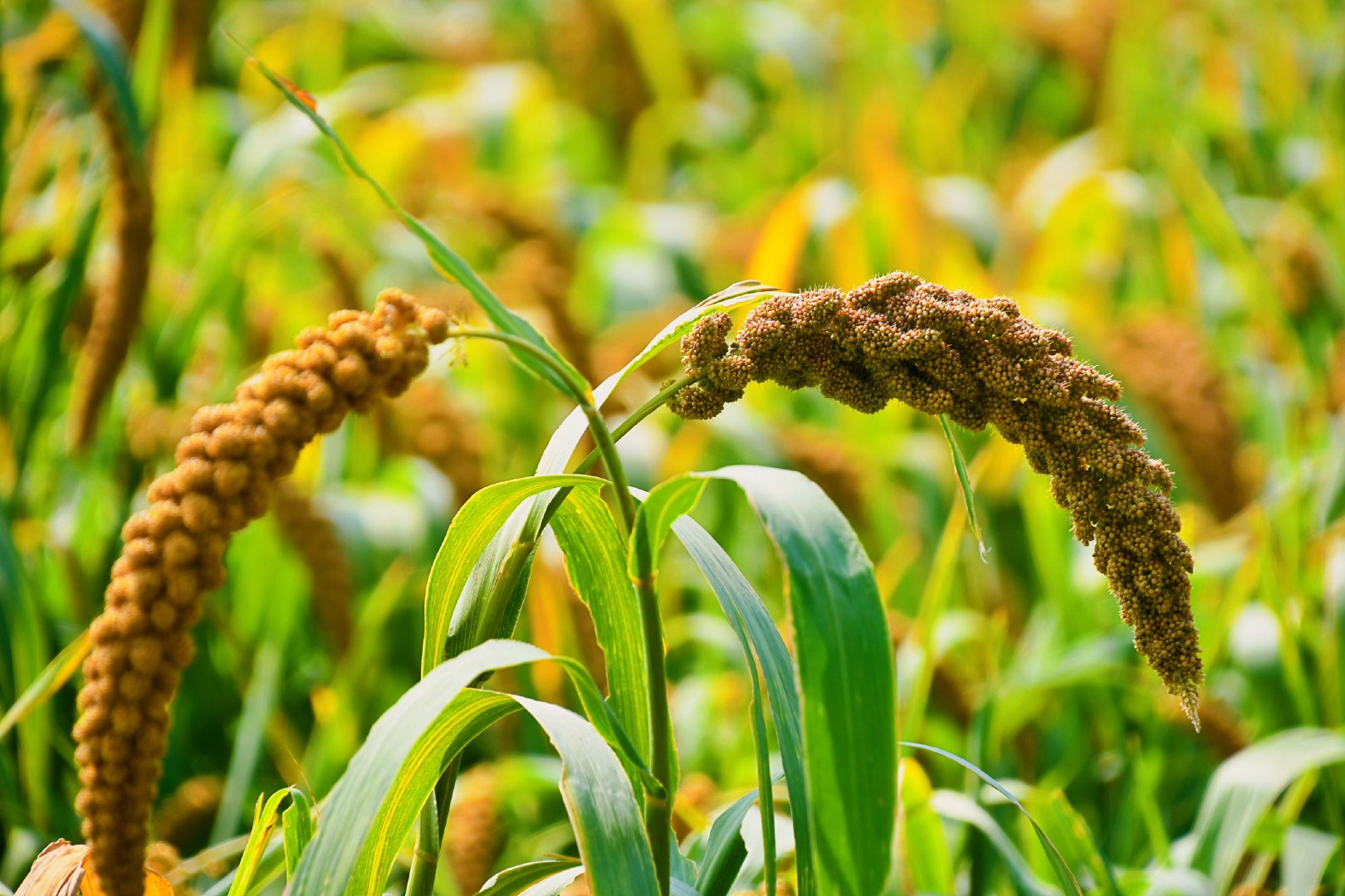 谷子成熟了原创拍摄