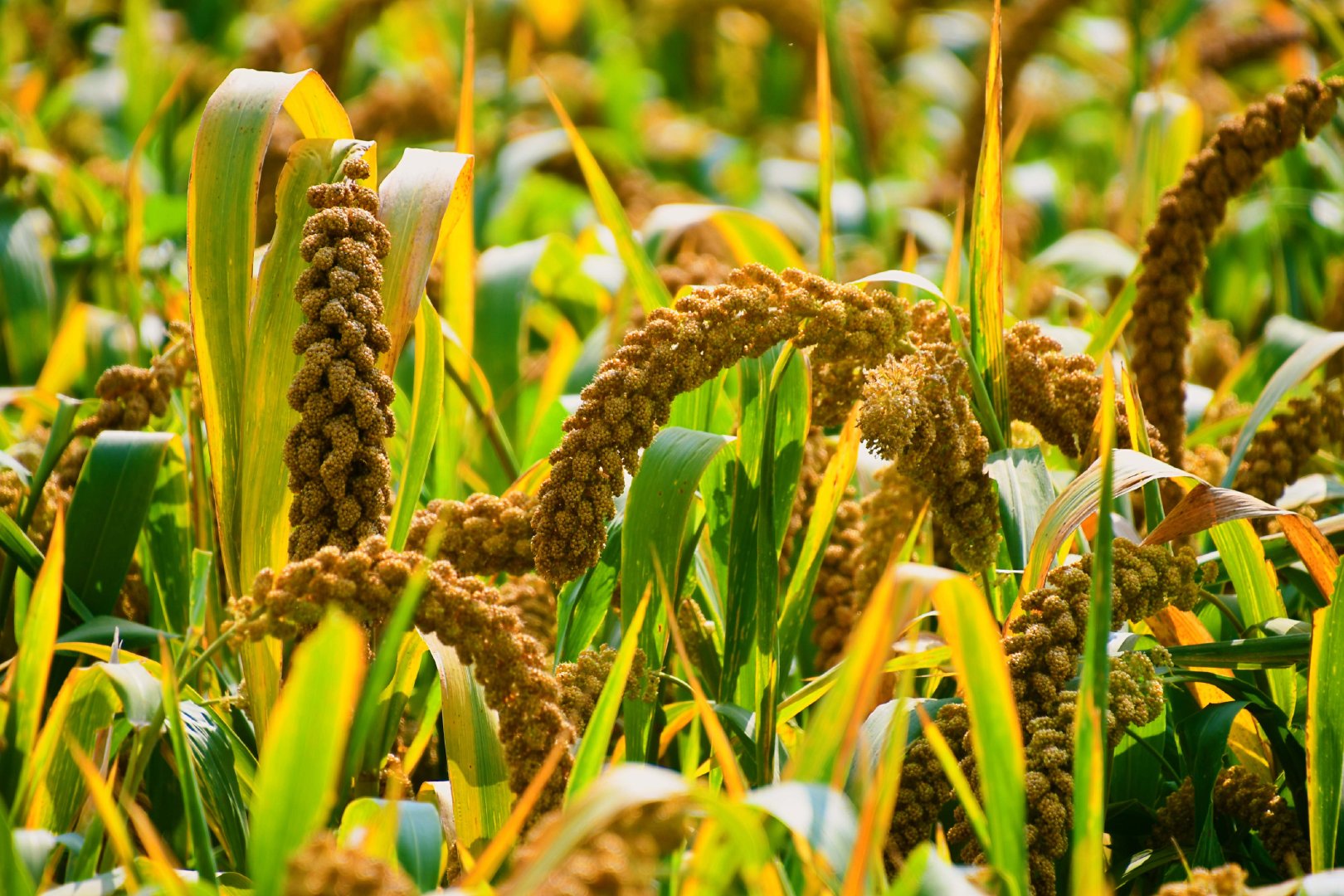 谷子成熟了原创拍摄