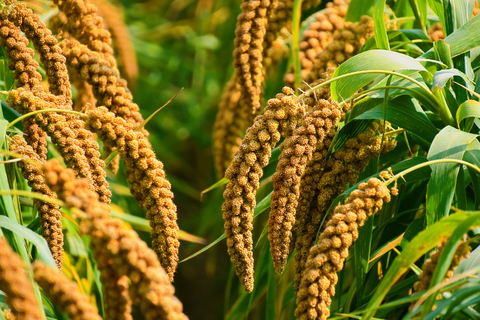 谷子成熟了原创拍摄