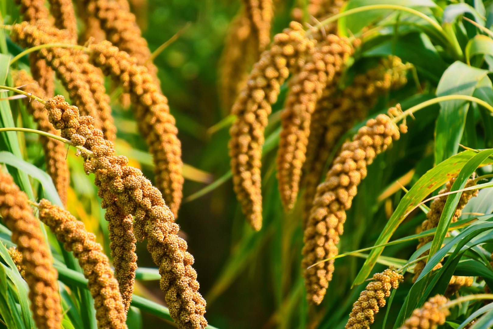 谷子成熟了原创拍摄