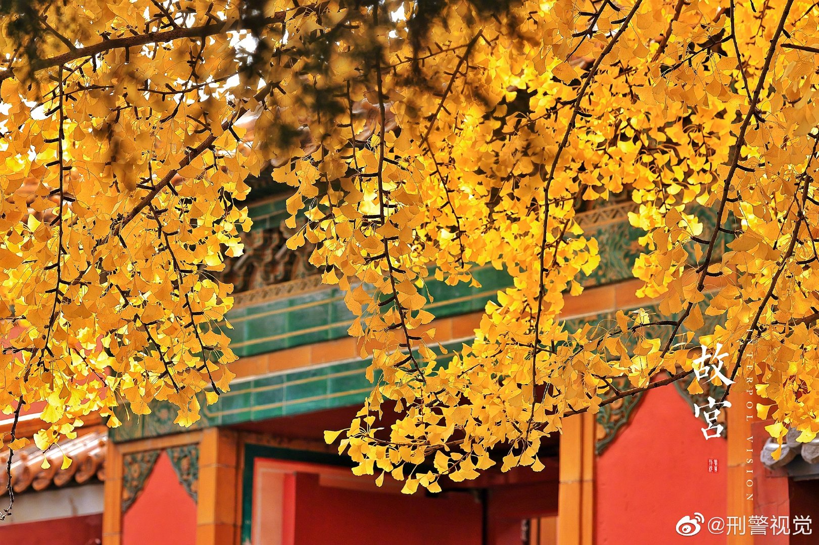 故宫红墙与金黄银杏同框__财经头条