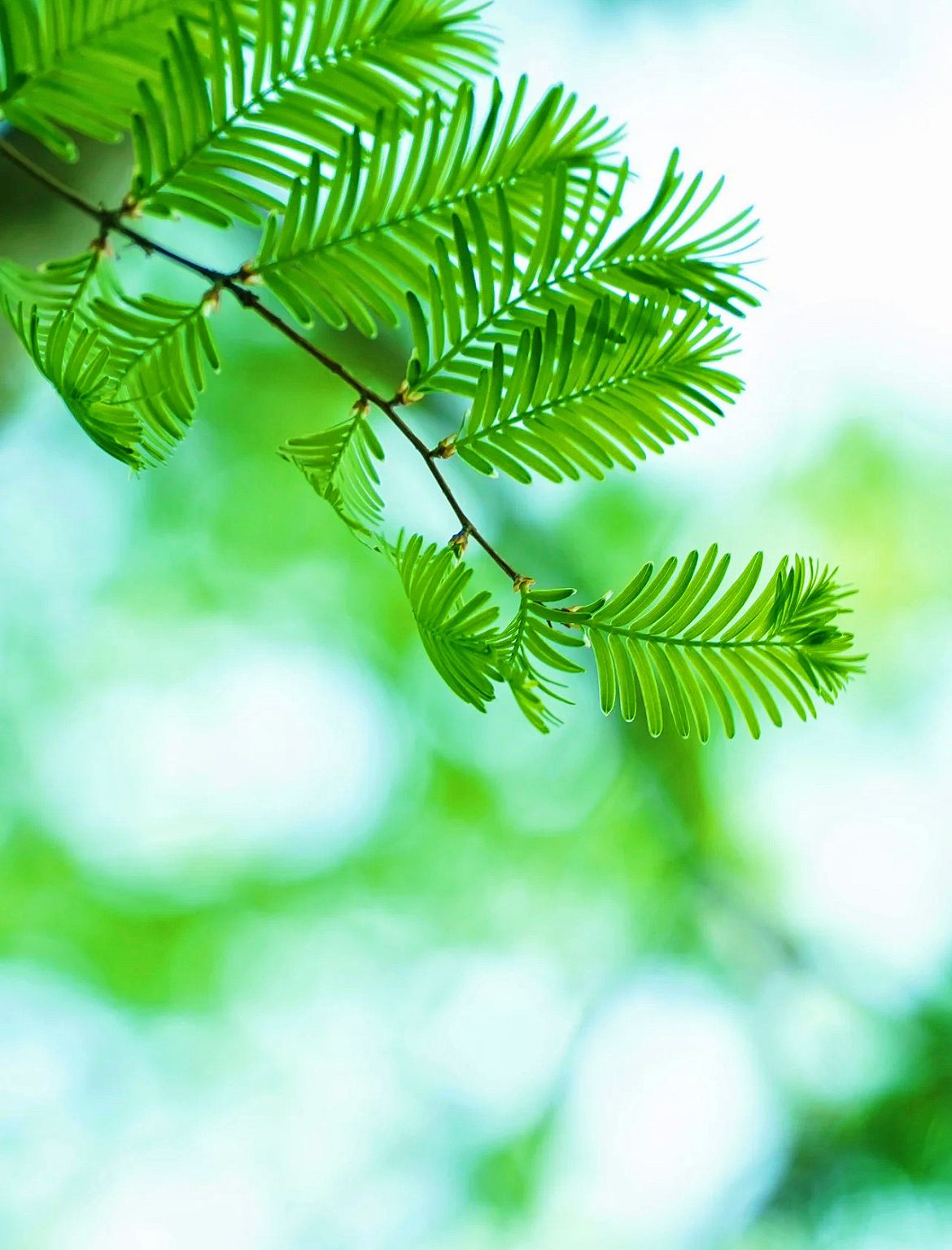 绿色是春天最温柔的底色