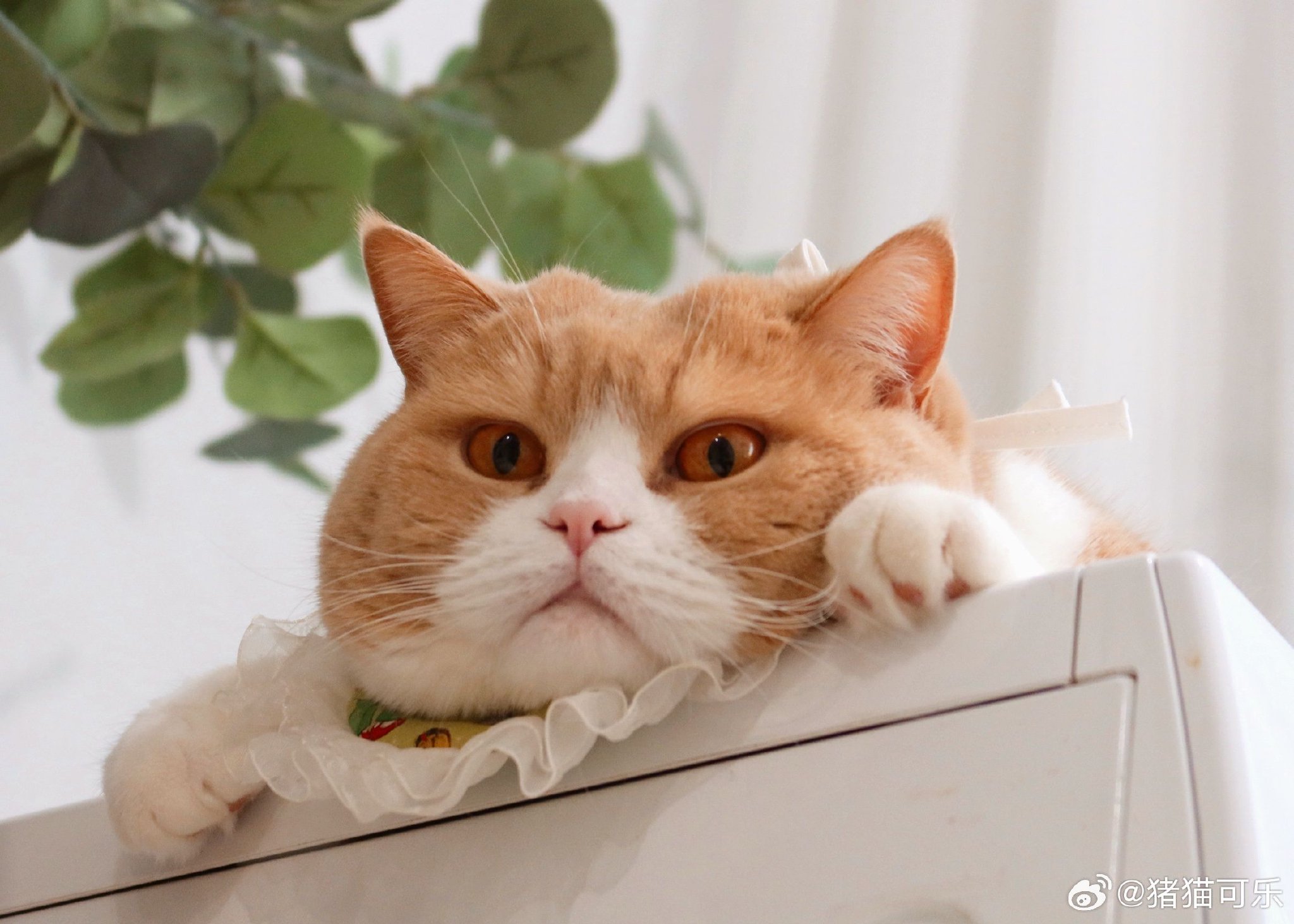 糯叽叽的猫猫头糯米团子要不要咬一口