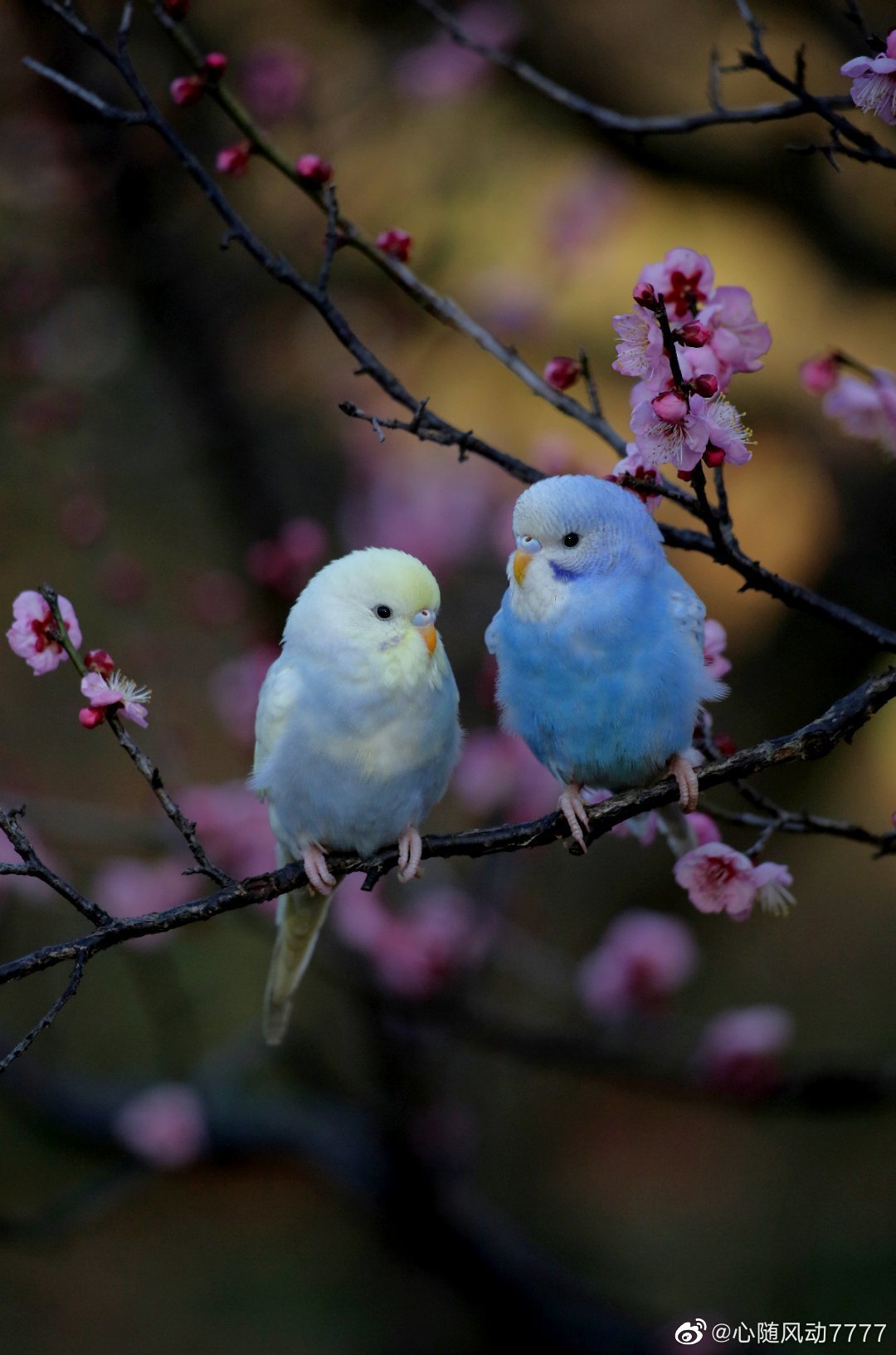 今天是被南京梅花山蓝色小鹦鹉萌化的一天……_高清图集_新浪网