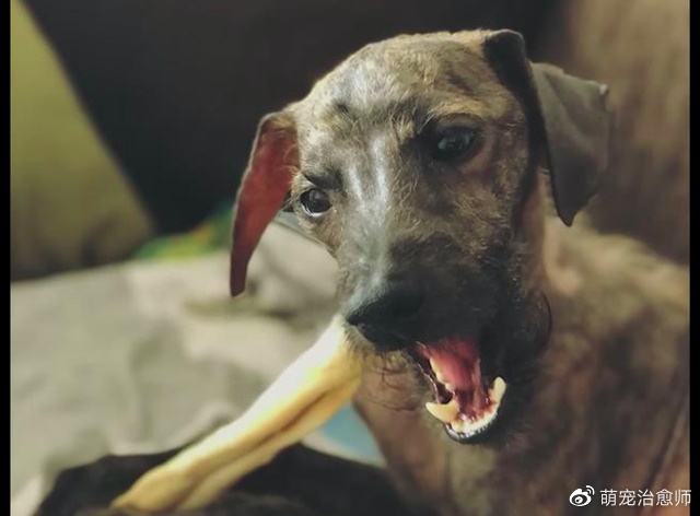 在垃圾堆垂死挣扎数月的狗,没人相信它能活下来,看到最后我哭了休闲区蓝鸢梦想 - Www.slyday.coM 在垃圾堆垂死挣扎数月的狗,没人相信它能活下来,看到最后我哭了休闲区蓝鸢梦想 - Www.slyday.coM