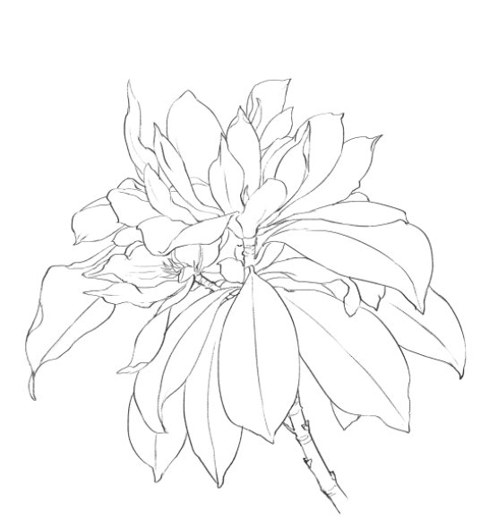 深山含笑 过程~_高清图集_新浪网