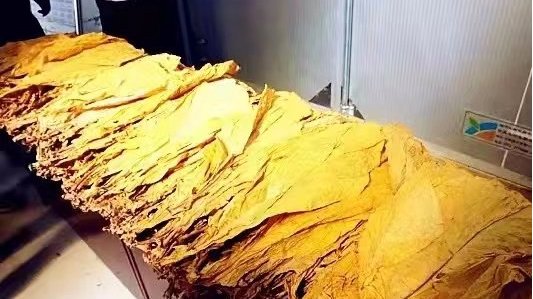 襄城县第一炕烤烟出炉 “黄金叶”稳步实现助农增收！|烟叶|烤烟|襄城县_新浪新闻