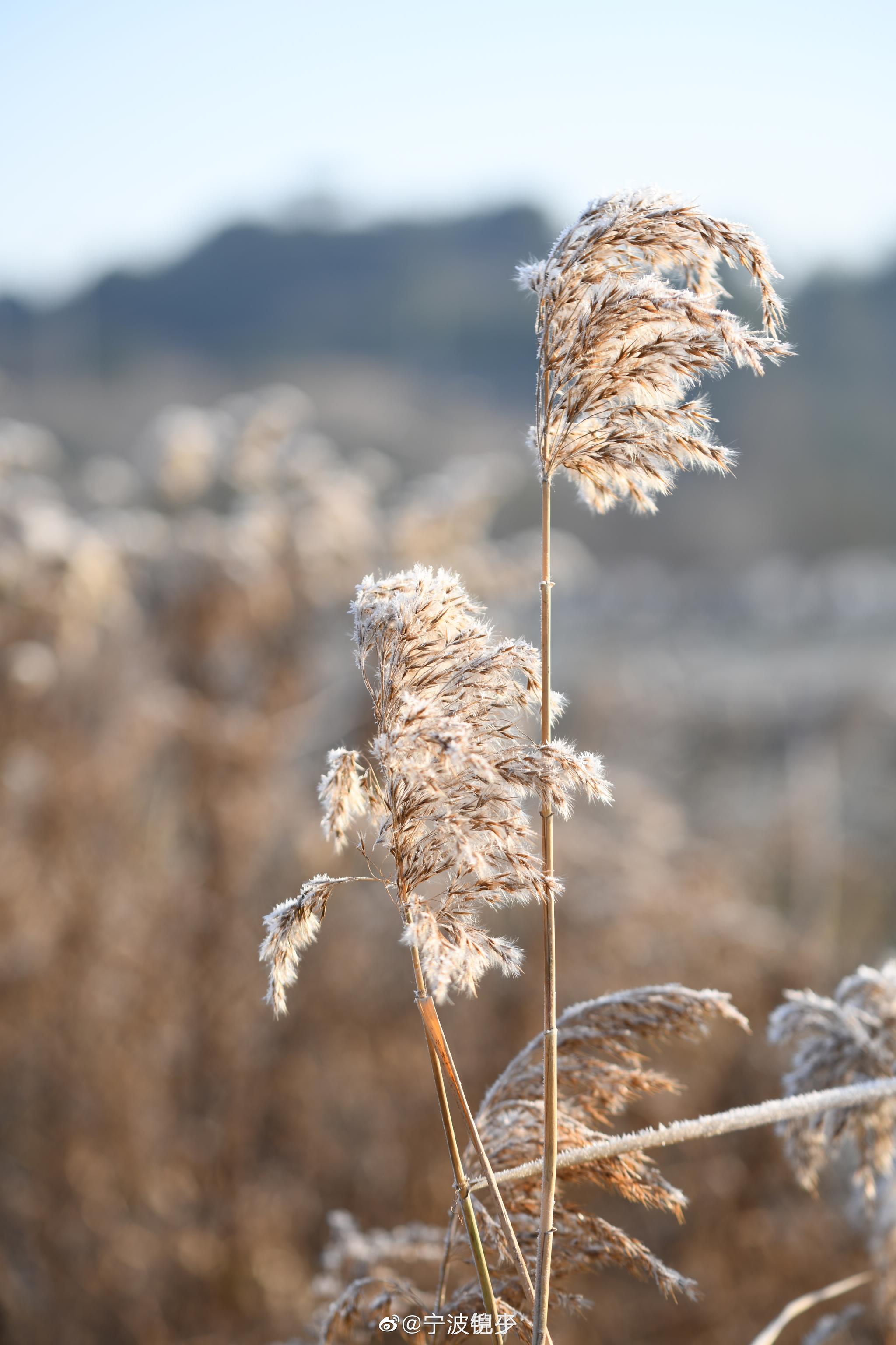 投稿冬日芦苇