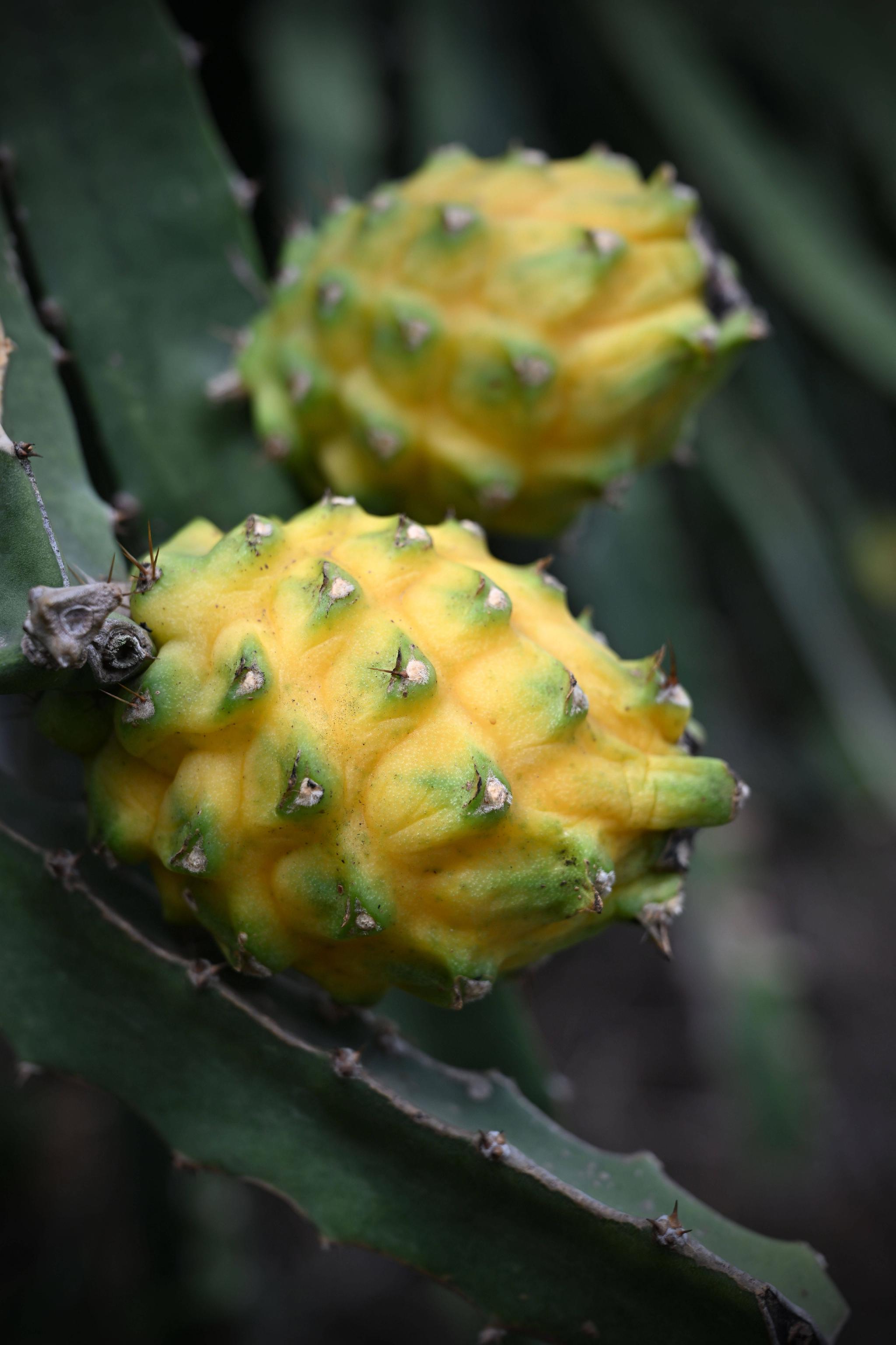 致富"黄金果"|燕窝|乐安|海南_新浪新闻