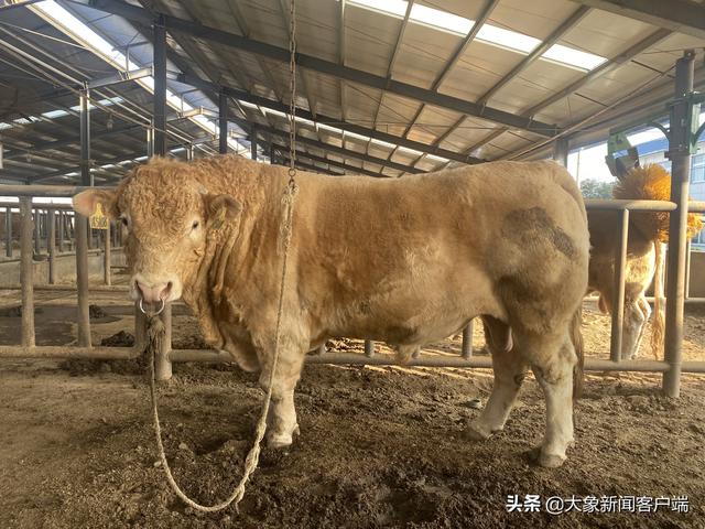 个字组合而成,我们即将育成的无角夏南牛每头可以多产出3000元的收入