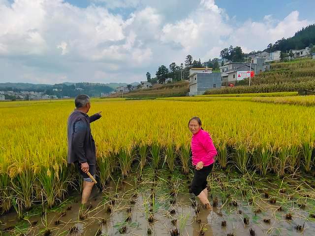 贵州普安县青山镇歹苏村稻田养鱼拓宽村民致富路__财经头条