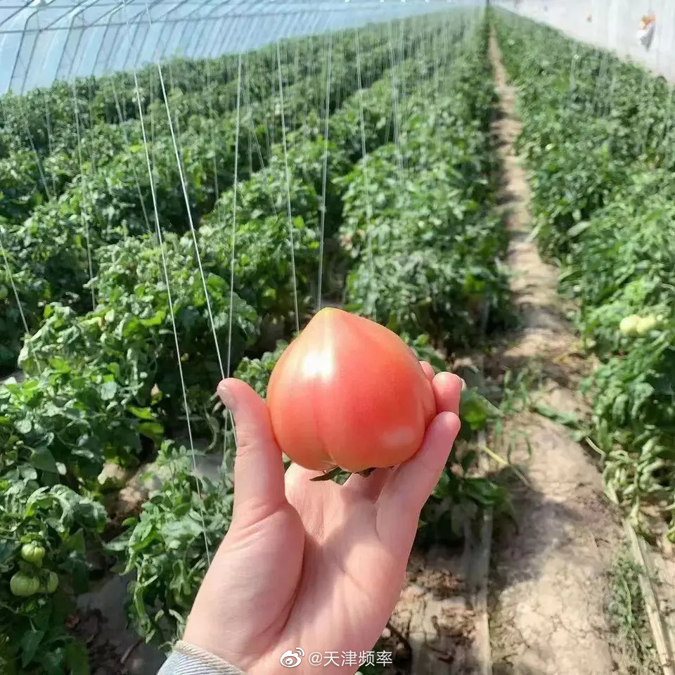 点赞天津天津 欢坨西红柿节开幕_高清图集_新浪网