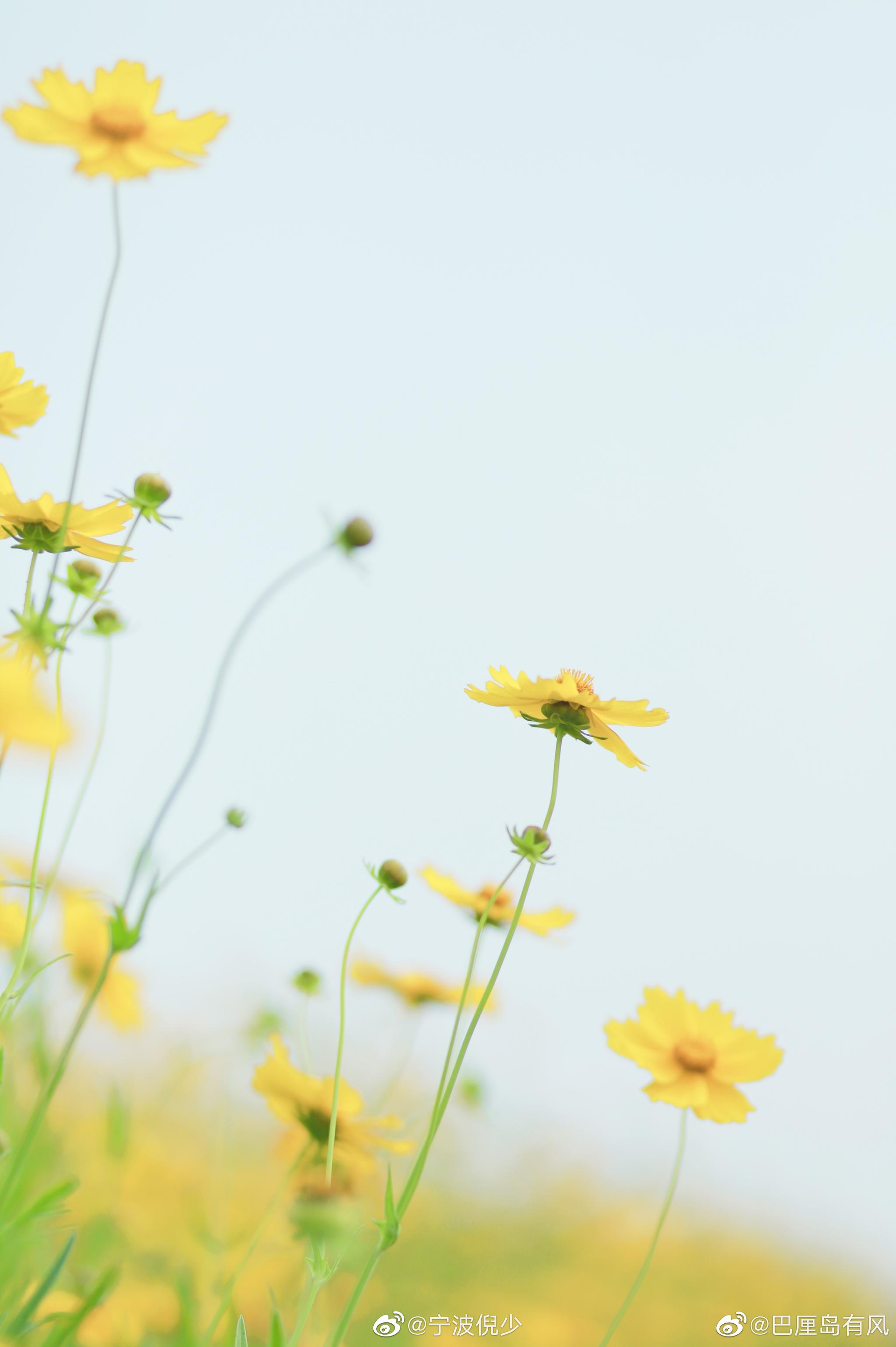 投稿故事的小黄花