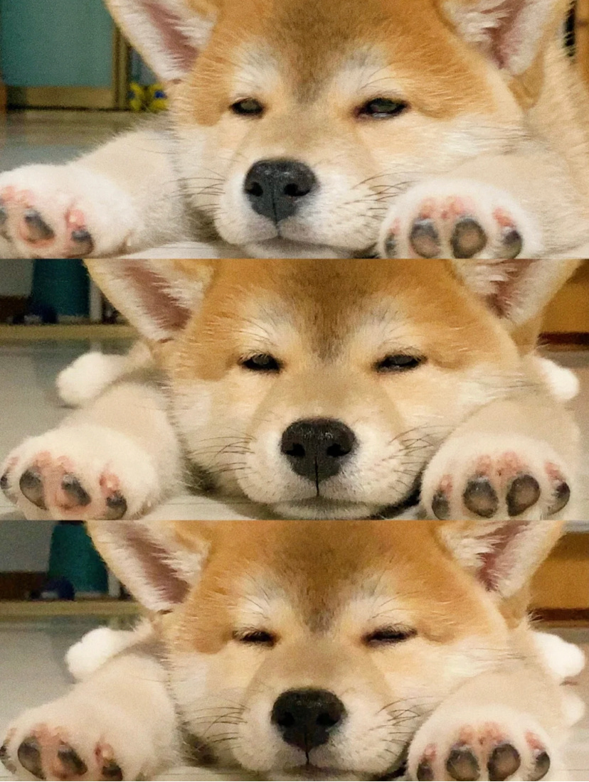 恭喜你！你己被困困狗造访！__财经头条