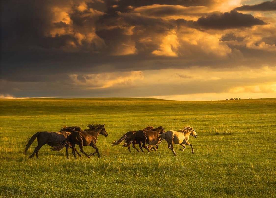 绿海连天·内蒙古科尔沁大草原__财经头条