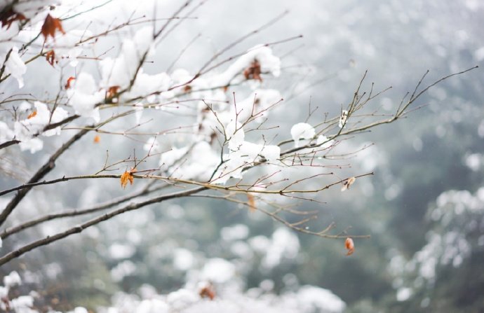 一庭霜叶一窗风_高清图集_新浪网