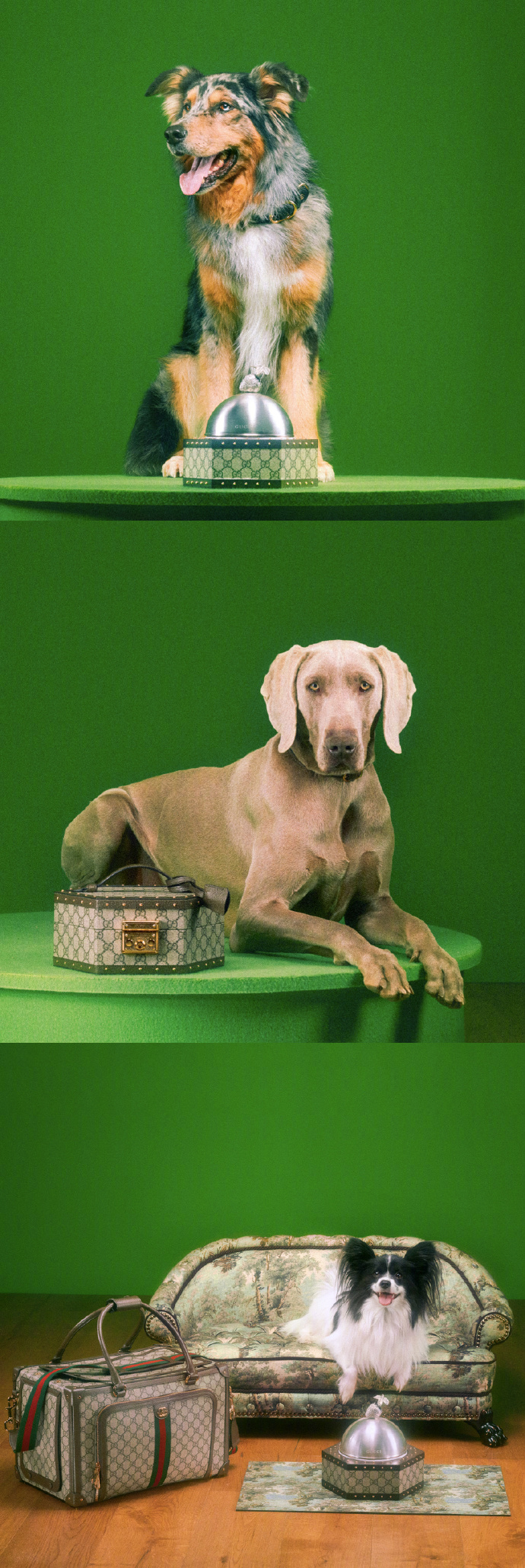 全新宠物大片可爱与时尚的结合体